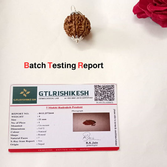 Original Nepali 7 Mukhi Rudraksha Pendant - Big Size