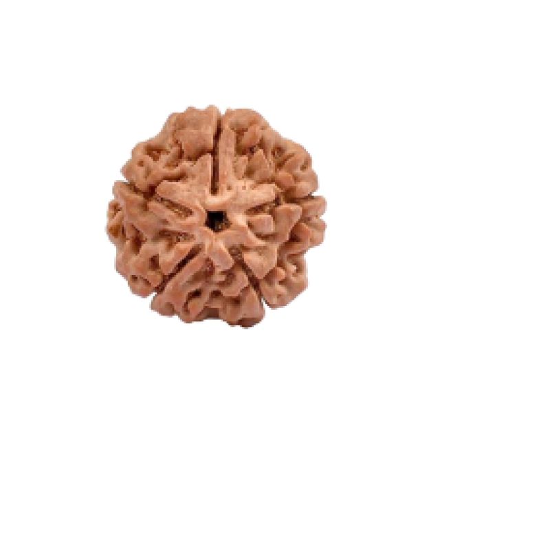 5 Mukhi Power Pack