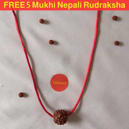 Original Nepali 7 Mukhi Rudraksha Pendant - Big Size