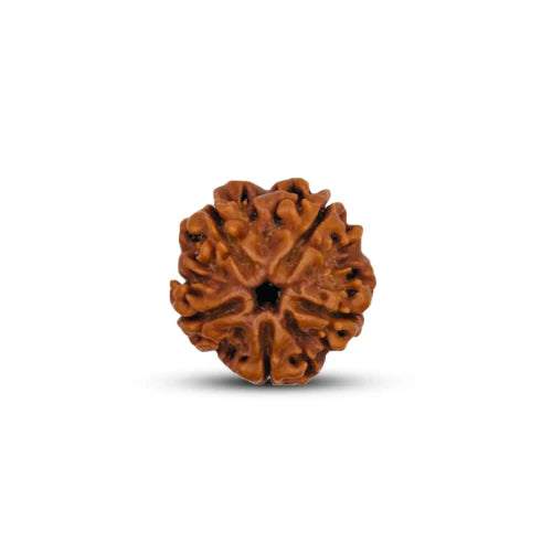 Original Nepali 5 Mukhi Rudraksha
